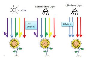 Led Grow Lights In Plant Growth Support – All You Need To Know – The