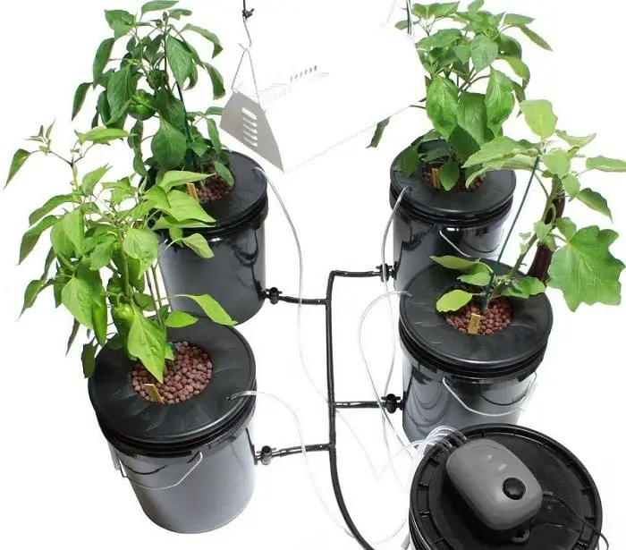 How Many DWC Buckets Are Needed In A 4x4 Tent? Farm Hydroponics